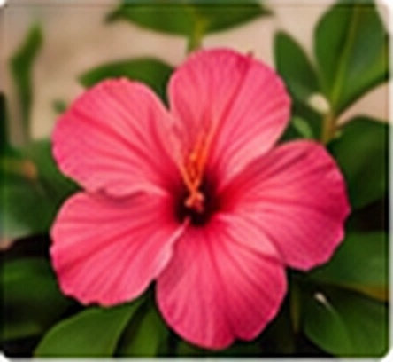 Pink hibiscus