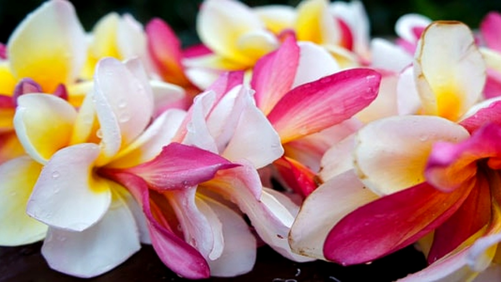 Pink, white and yellow plumeria flowers